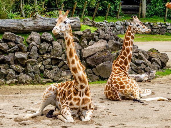 2 Tage 2 Nächte Zoo Arrangement in Duisburg Mercure Hotel Duisburg City inkl. Frühstück Unkategorisiert online kaufen
