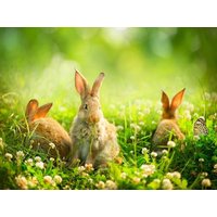 2 Tage Osterwochenende im Bergischen Hotel am Mühlenteich in Schwelm inkl. Halbpension Unkategorisiert online kaufen