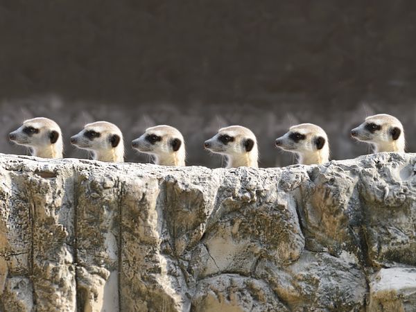 2 Tage TIERisch entspannt & fit - Kölner Zoo Kardinal Schulte Haus in Bergisch Gladbach inkl. Frühstück Unkategorisiert online kaufen