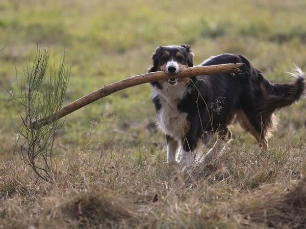 2 Tage Urlaub mit Hund Landidyll Hotel & Restaurant Lindenhof in Bad Laasphe inkl. Halbpension Unkategorisiert online kaufen