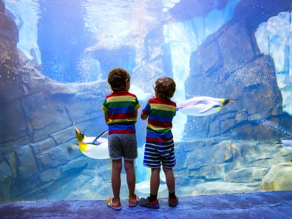 3 Tage 3 Nächte Zoo Arrangement in Duisburg Mercure Hotel Duisburg City inkl. Frühstück Unkategorisiert online kaufen
