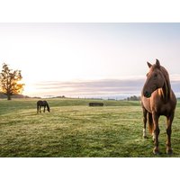 3 Tage Bauernhof-Idylle im Wanderparadies Berg. Land Victor's Residenz-Hotel Gummersbach inkl. Halbpension Unkategorisiert online kaufen