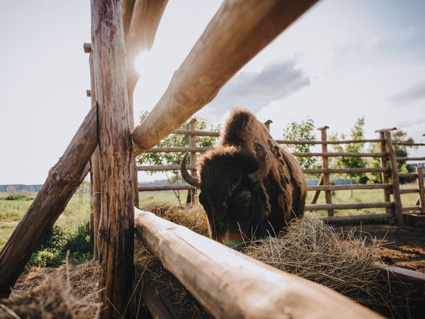 3 Tage Erlebnisurlaub mit Besuch der 'Wisent Welt' Landidyll Hotel & Restaurant Lindenhof in Bad Laasphe inkl. Frühstück Unkategorisiert online kaufen 3 Tage Erlebnisurlaub mit Besuch der 'Wisent Welt' Landidyll Hotel & Restaurant Lindenhof in Bad Laasphe inkl. Frühstück Unkategorisiert online kaufen