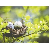 3 Tage Osterfreuden im Teutoburger Wald (18.04.-21.04.2025) Wohlfühlhotel Der JÄGERHOF in Willebadessen inkl. Halbpension Unkategorisiert online kaufen