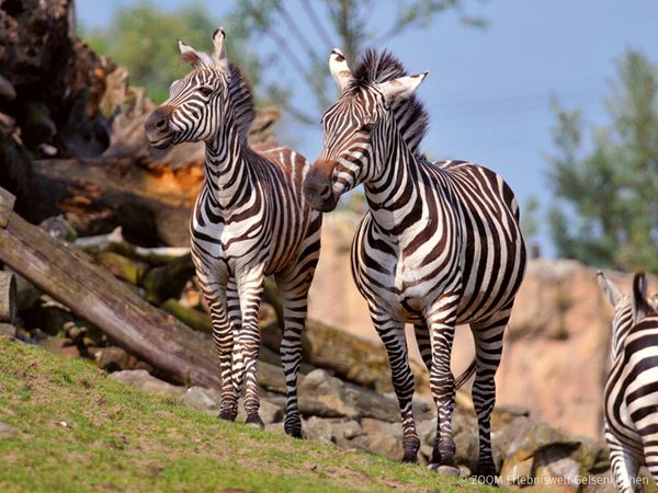 3 Tage - Tierisches Vergnügen in Zoom Erlebniswelt Best Western Plus Parkhotel Velbert inkl. Halbpension Unkategorisiert online kaufen