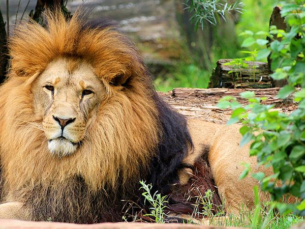 4 Tage - Tierisches Vergnügen inkl. Zoom Erlebniswelt Best Western Plus Hotel Stadtquartier Haan inkl. Frühstück Unkategorisiert online kaufen