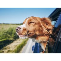 4 Tage Urlaub mit Hund Hotel & Restaurant Schwiizeralp in Stemwede inkl. Halbpension Unkategorisiert online kaufen 4 Tage Urlaub mit Hund Hotel & Restaurant Schwiizeralp in Stemwede inkl. Halbpension Unkategorisiert online kaufen