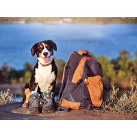 5 Tage Urlaub für 4 Pfoten - Erholung mit dem Hund HP | 6Tg. Parkhotel Gütersloh inkl. Halbpension Unkategorisiert online kaufen 5 Tage Urlaub für 4 Pfoten - Erholung mit dem Hund HP | 6Tg. Parkhotel Gütersloh inkl. Halbpension Unkategorisiert online kaufen