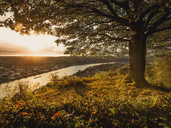 7 Tage Rhein Genuss in Bonn mit Frühstück Tante ALMA´s Bonner Hotel inkl. Frühstück Unkategorisiert online kaufen