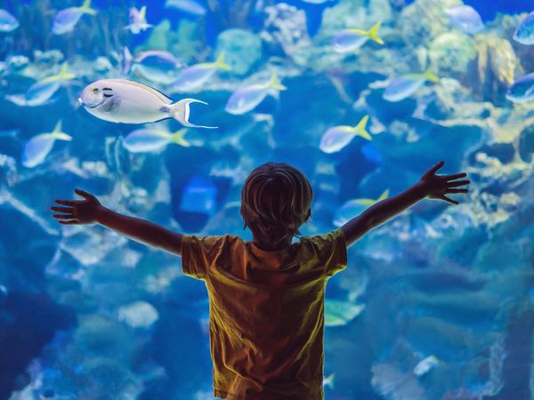 Besuch SEA LIFE Oberhausen -2 Tage Hotel Zum Eisenhammer inkl. Frühstück Unkategorisiert online kaufen