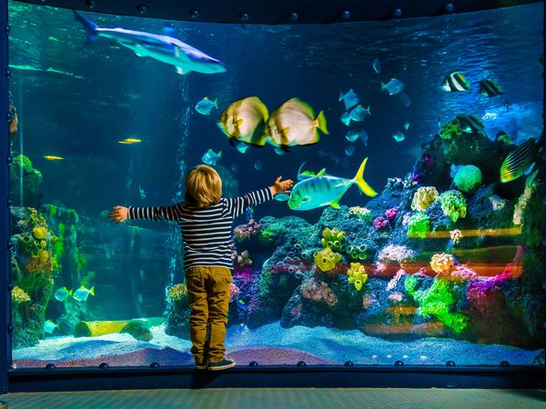 Besuch SEA LIFE Oberhausen - 3 Tage Hotel Zum Eisenhammer inkl. Frühstück Unkategorisiert online kaufen Besuch SEA LIFE Oberhausen - 3 Tage Hotel Zum Eisenhammer inkl. Frühstück Unkategorisiert online kaufen