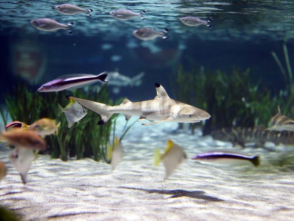 Ein Besuch im SEA LIFE Aquarium Oberhausen Hotel Residenz Oberhausen inkl. Frühstück Unkategorisiert online kaufen Ein Besuch im SEA LIFE Aquarium Oberhausen Hotel Residenz Oberhausen inkl. Frühstück Unkategorisiert online kaufen