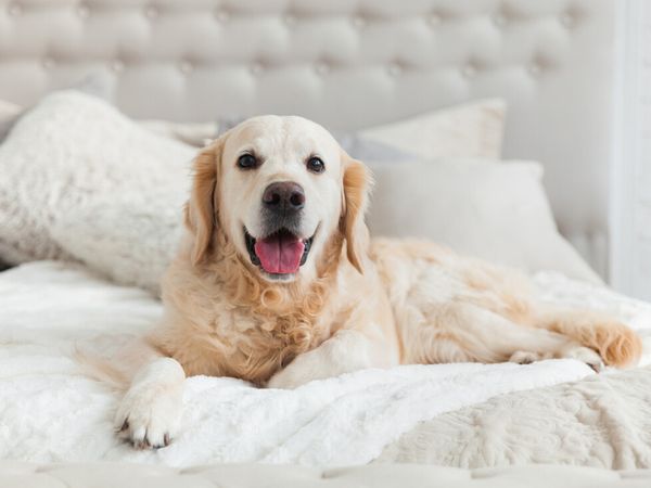 Erholung für 4 Pfoten - 4 Tage Urlaub mit Hund Struck Landhotel & SPA in Attendorn inkl. Halbpension Unkategorisiert online kaufen Erholung für 4 Pfoten - 4 Tage Urlaub mit Hund Struck Landhotel & SPA in Attendorn inkl. Halbpension Unkategorisiert online kaufen