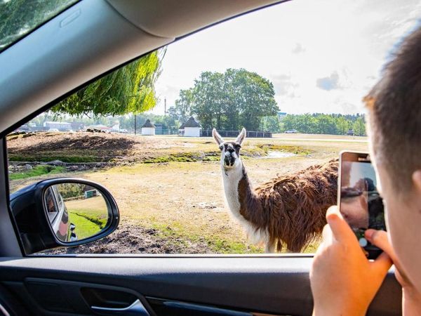 "Jungle Joe Adventure“ – Safari-Erlebnis mit HP Safariland Stukenbrock Erlebnisresort in Schloß Holte-Stukenbrock inkl. Halbpension Unkategorisiert online kaufen "Jungle Joe Adventure“ – Safari-Erlebnis mit HP Safariland Stukenbrock Erlebnisresort in Schloß Holte-Stukenbrock inkl. Halbpension Unkategorisiert online kaufen