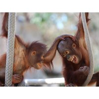 Köln total Zoo & Hop on/off Bus & 1 Abendessen 4Tage Best Western Plus Hotel Köln City inkl. Halbpension Unkategorisiert online kaufen Köln total Zoo & Hop on/off Bus & 1 Abendessen 4Tage Best Western Plus Hotel Köln City inkl. Halbpension Unkategorisiert online kaufen