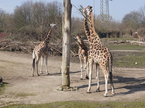 Tiere und mehr im Safariland Stuckenbrock Brenner Hotel in Bielefeld inkl. Halbpension Unkategorisiert online kaufen Tiere und mehr im Safariland Stuckenbrock Brenner Hotel in Bielefeld inkl. Halbpension Unkategorisiert online kaufen