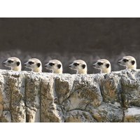 Tierische Abenteuer im Zoo Köln - 2 Tage Best Western Plus Hotel Köln City inkl. Halbpension Unkategorisiert online kaufen Tierische Abenteuer im Zoo Köln - 2 Tage Best Western Plus Hotel Köln City inkl. Halbpension Unkategorisiert online kaufen