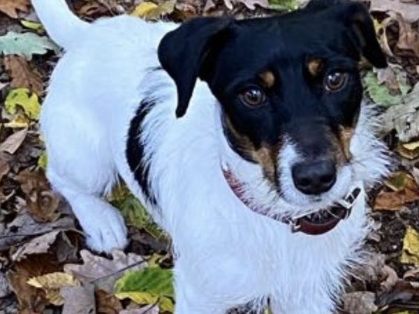 Urlaub für 4 Pfoten - Erholung mit dem Hund | 5 Tage Parkhotel Gütersloh inkl. Frühstück Unkategorisiert online kaufen